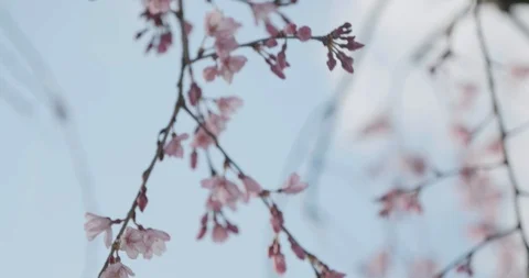 Pink Sakura budding during cherry blossom season in Japan as camera pans around  Stock-Footage 111292415