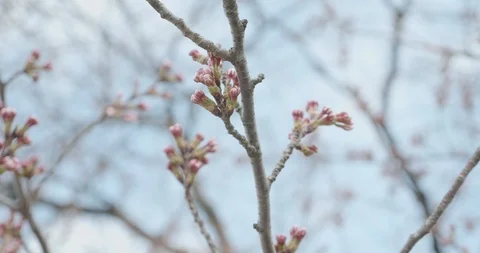 Pink Sakura budding during cherry blossom season in Japan as camera pans around  Stock-Footage 111689469