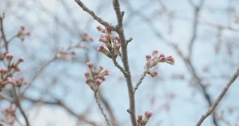 Pink Sakura budding during cherry blossom season in Japan as camera pans around  Stock-Footage 111692004