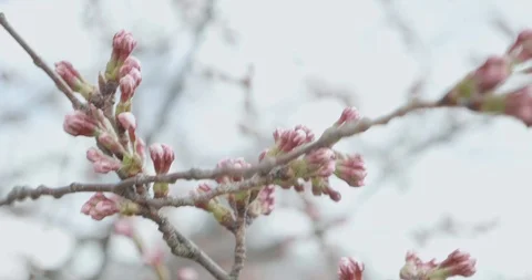 Pink Sakura budding during cherry blossom season in Japan as camera pans around  Stock-Footage 111693495