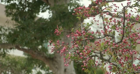 Pink Sakura buds budding during cherry blossom season in Japan 库存影片 107480892