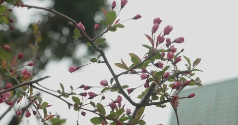 Pink Sakura buds budding during cherry blossom season in Japan Video stock 107481641