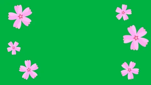Pink Sakura Cherry Blossom Overlay 4k animation element on greenscreen Stock Footage 344051548