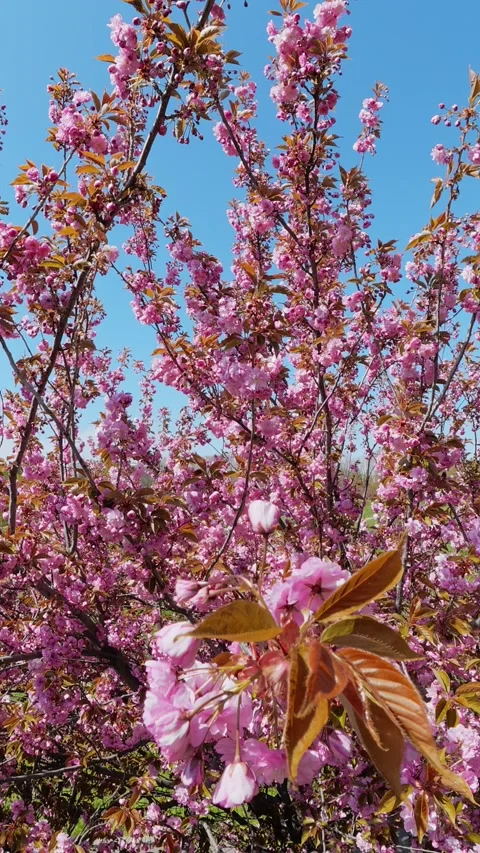 Pink Sakura Cherry Blossom Tree Branch Against Blue Sky 库存影片 335688287