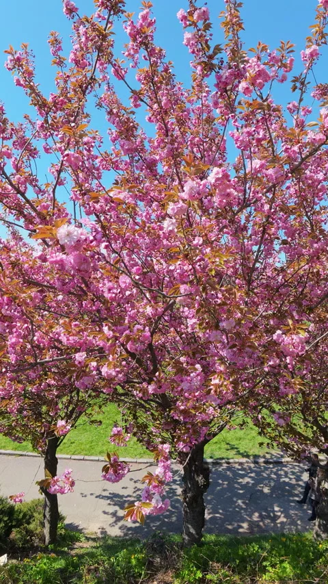 Pink Sakura Cherry Blossom Tree In Spring Park Under Blue Sky Stock Footage 340211542