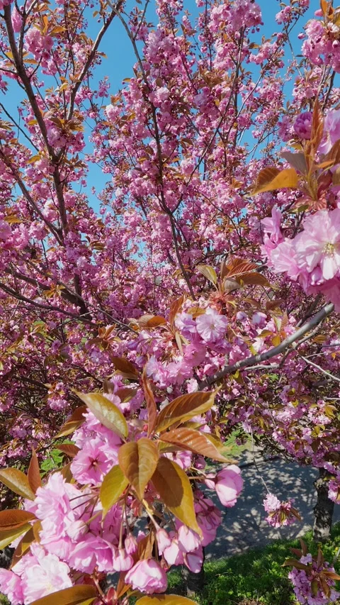 Pink Sakura Cherry Tree Blossoming Against Blue Sky In Spring Stock Footage 335273082