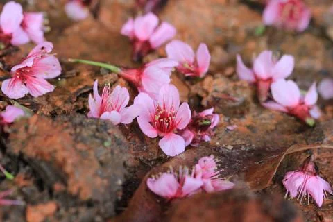 Pink sakura fall on ground Stock Photos