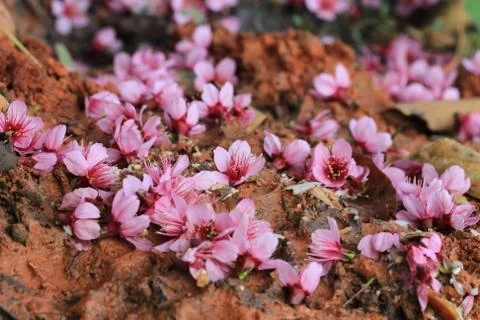 Pink sakura fall on ground Foto stock