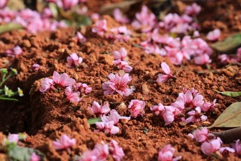 Pink sakura fall on ground Stock Photos