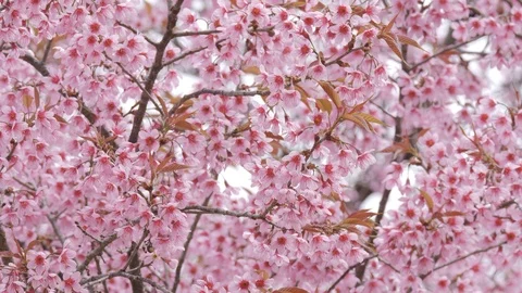 Pink Sakura flower bloom in spring season Stock Footage 102357621
