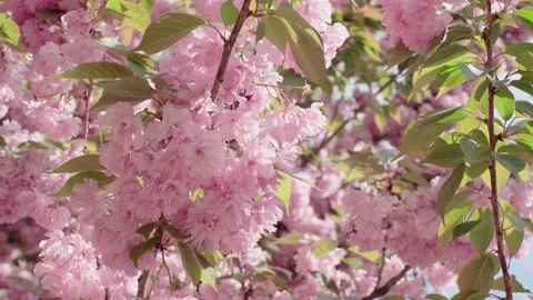 Pink sakura flower on sky background. beautiful plants. 스톡 동영상 134067702