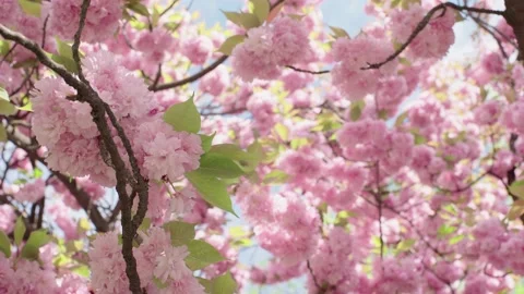 Pink sakura flower on sky background. beautiful plants. 스톡 동영상 134067760