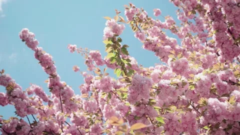 Pink sakura flower on sky background. beautiful plants. 스톡 동영상 134068357