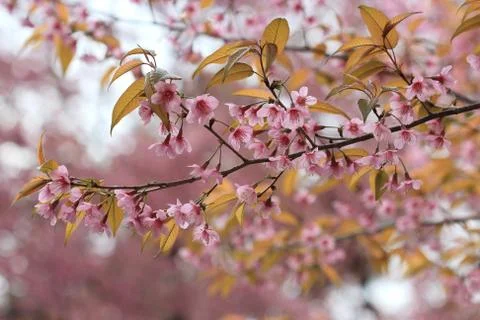 Pink sakura flower tree background Stock Photos