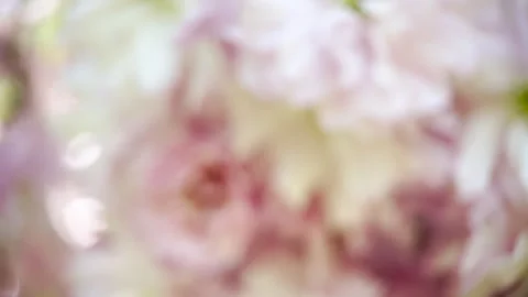 Pink sakura flower tree, cherry blossom. Video stock 276163431