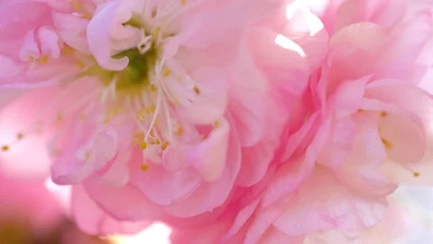 Pink sakura flowers close up Stock Footage 124909014