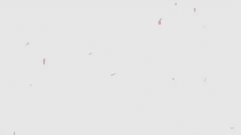 Pink Sakura Flowers Dropping Transparent 스톡 동영상 338079339