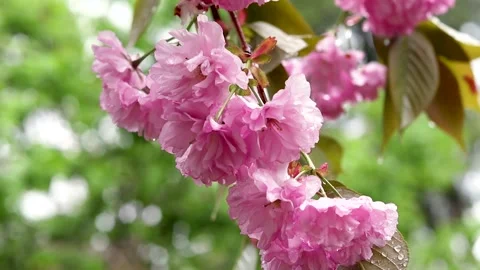 Pink sakura flowers on a tree branch close-up stirs in the wind with soft Stock Footage 241565511