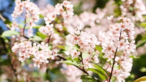 Pink sakura flowes Stock Footage 123465302
