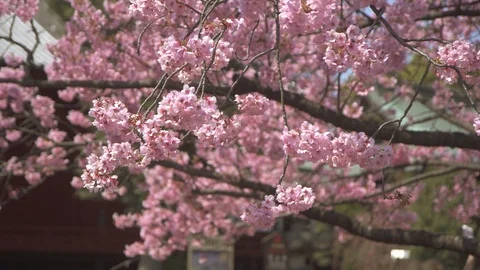Pink Sakura Stock Footage 93782388