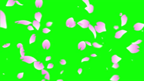 Pink sakura leaf particle loop animation Stock Footage 146124088