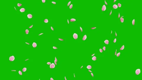 Pink sakura petals raining down on a green screen Video stock 331766243