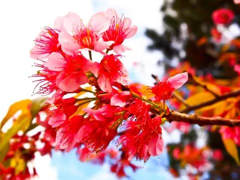 Pink sakura Stock Photos