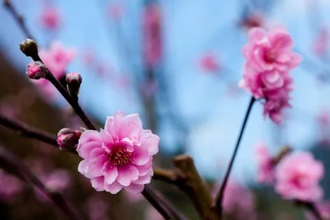 Pink sakura Stock Photos