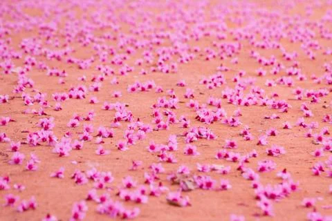 Pink sakura Stock Photos