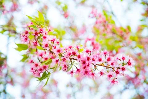 Pink sakura Foto stock