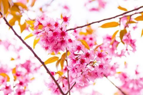 Pink sakura Stock Photos