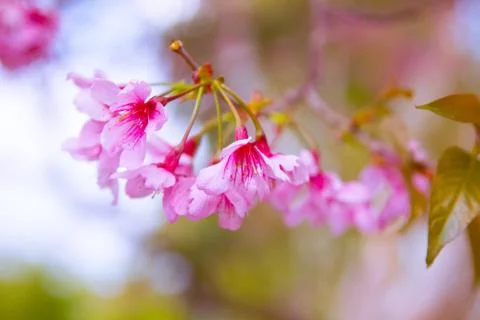 Pink sakura Stock Photos