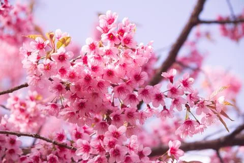 Pink sakura Stock Photos