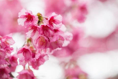 Pink sakura Stock Photos