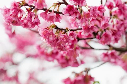 Pink sakura Stock Photos