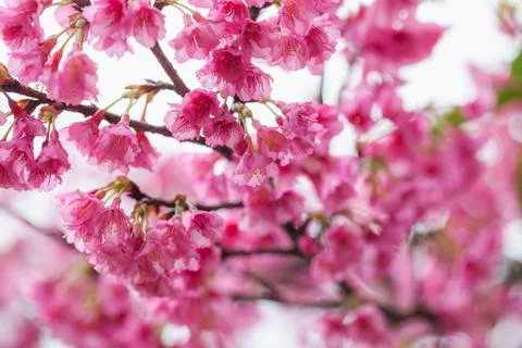 Pink sakura Stock Photos