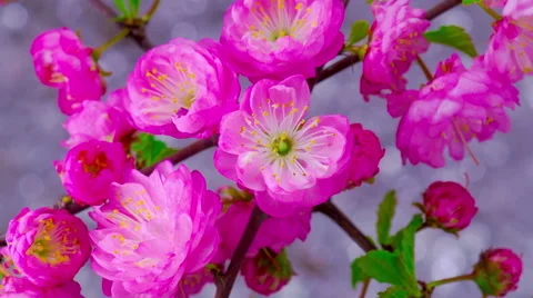 Pink Sakura Tree Flowers. Stock Footage 62502790
