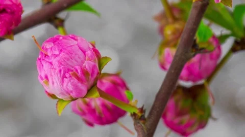 Pink Sakura Tree Flowers. Vídeos de archivo gratis 71256130