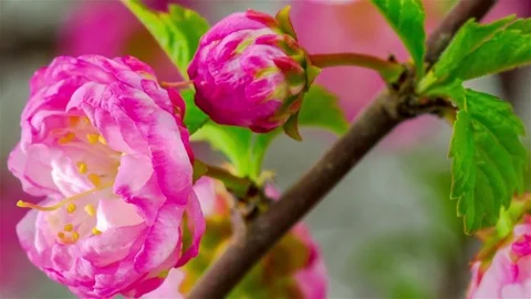 Pink Sakura Tree Flowers. Stock-Footage 71967004