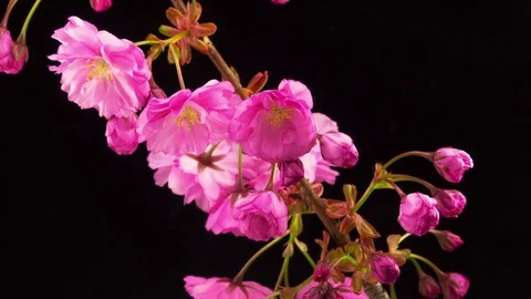 Pink Sakura Tree Flowers. Stock Footage 75659040