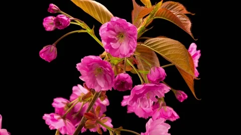 Pink Sakura Tree Flowers. Stock-Footage 75659429