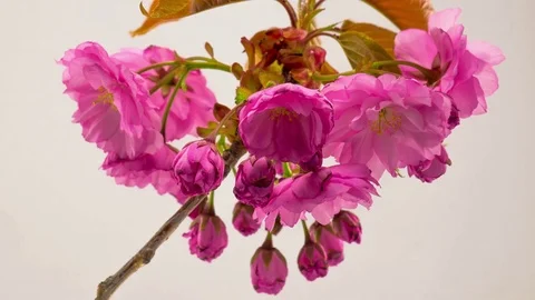 Pink Sakura Tree Flowers. Stock Footage 75660348