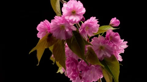 Pink Sakura Tree Flowers. Stock-Footage 83722110