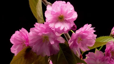 Pink Sakura Tree Flowers. Stock Footage 84767241
