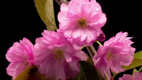 Pink Sakura Tree Flowers. Vidéo 85231142