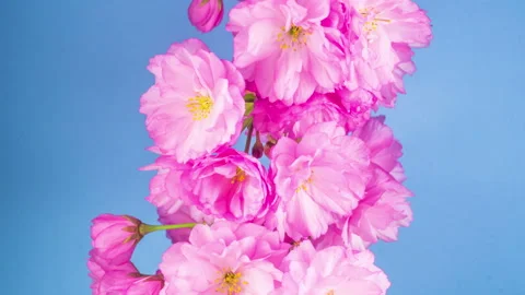 Pink Sakura Tree Flowers. Stock Footage 89290609