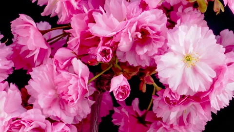 Pink Sakura Tree Flowers Stock Footage 90100713