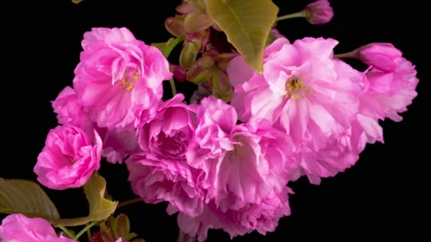 Pink Sakura Tree Flowers Stock Footage 90530453