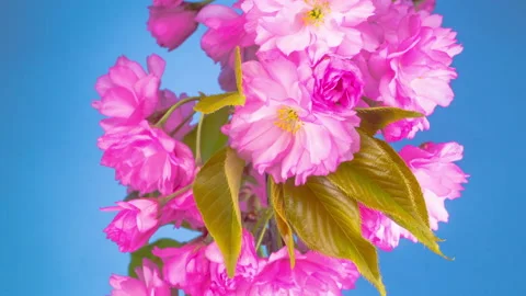 Pink Sakura Tree Flowers Stock Footage 90531414