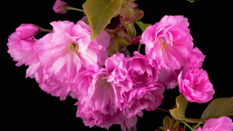 Pink Sakura Tree Flowers Stock Footage 91163976